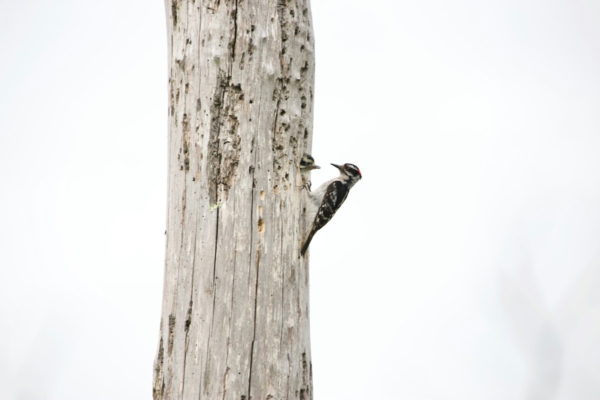 Large dark woodpecker on a tree trunk - log suet feeders suit pileated woodpeckers