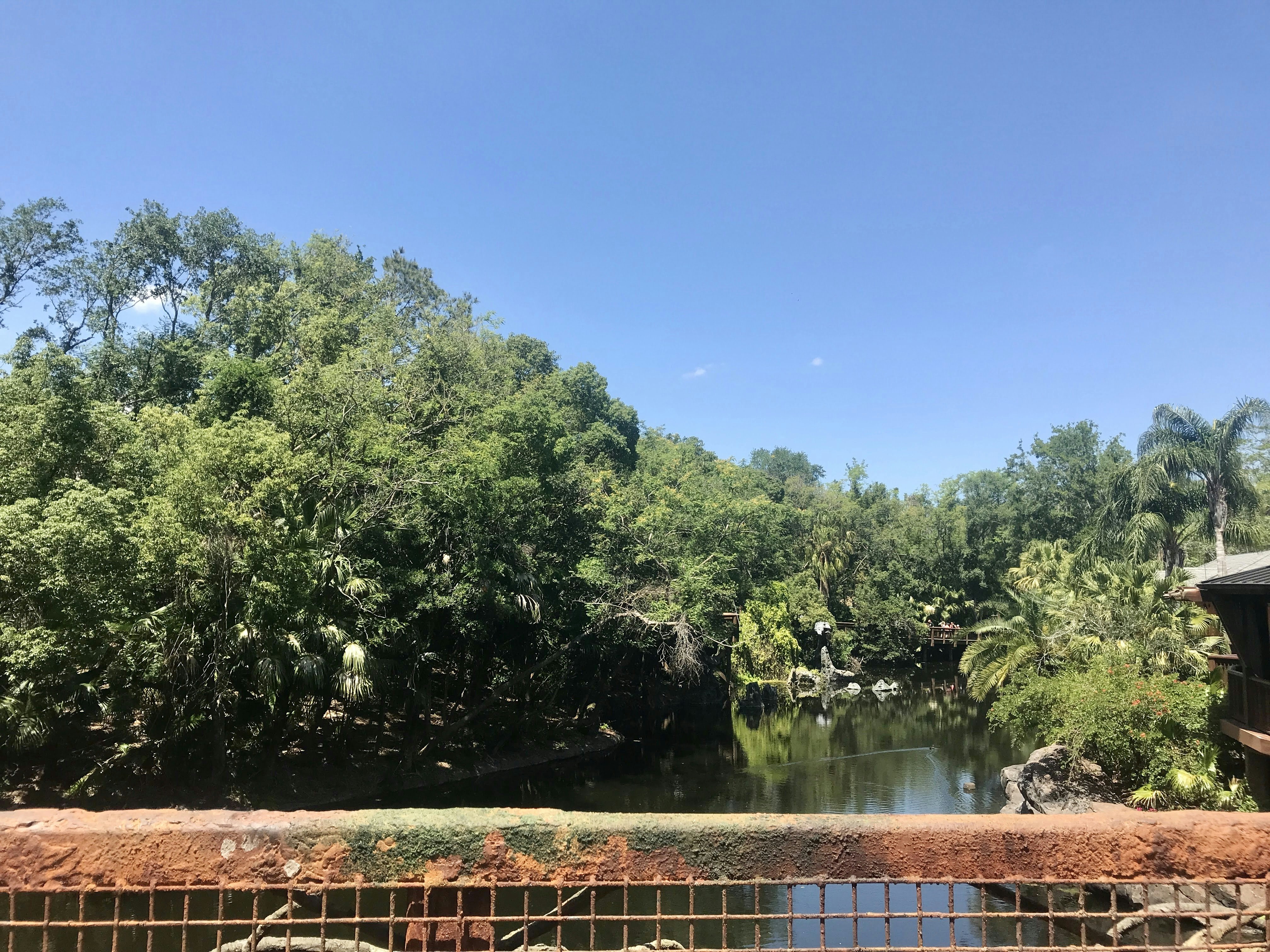 green trees beside river during daytime