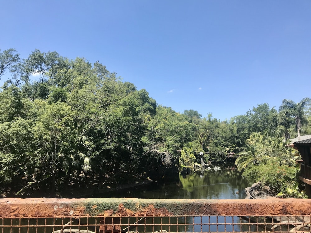 green trees beside river during daytime