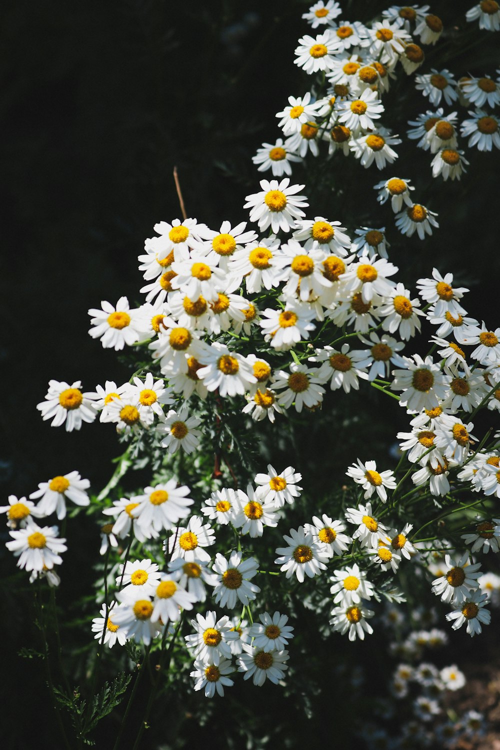 white and yellow daisy flowers