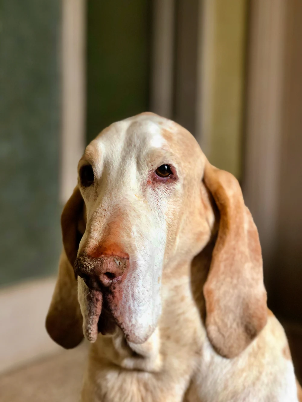 Bracco Italiano, photo 3