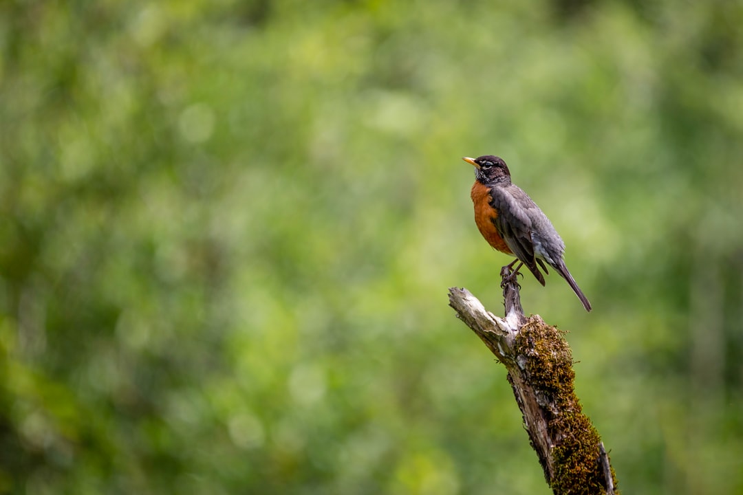 Wildlife photo spot Langley Victoria Butterfly Gardens