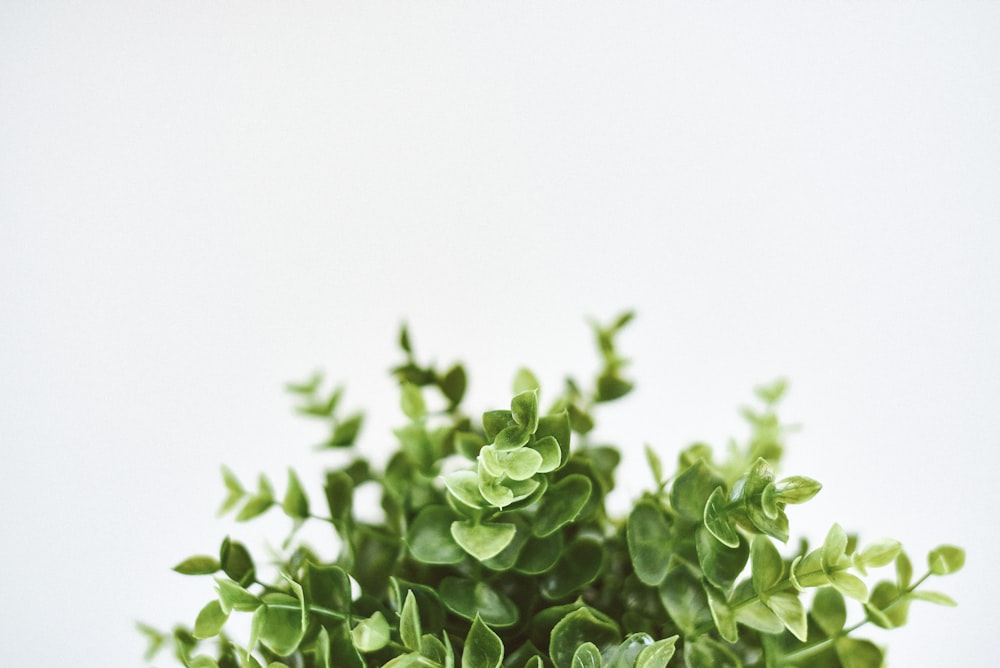 green leaves on white background