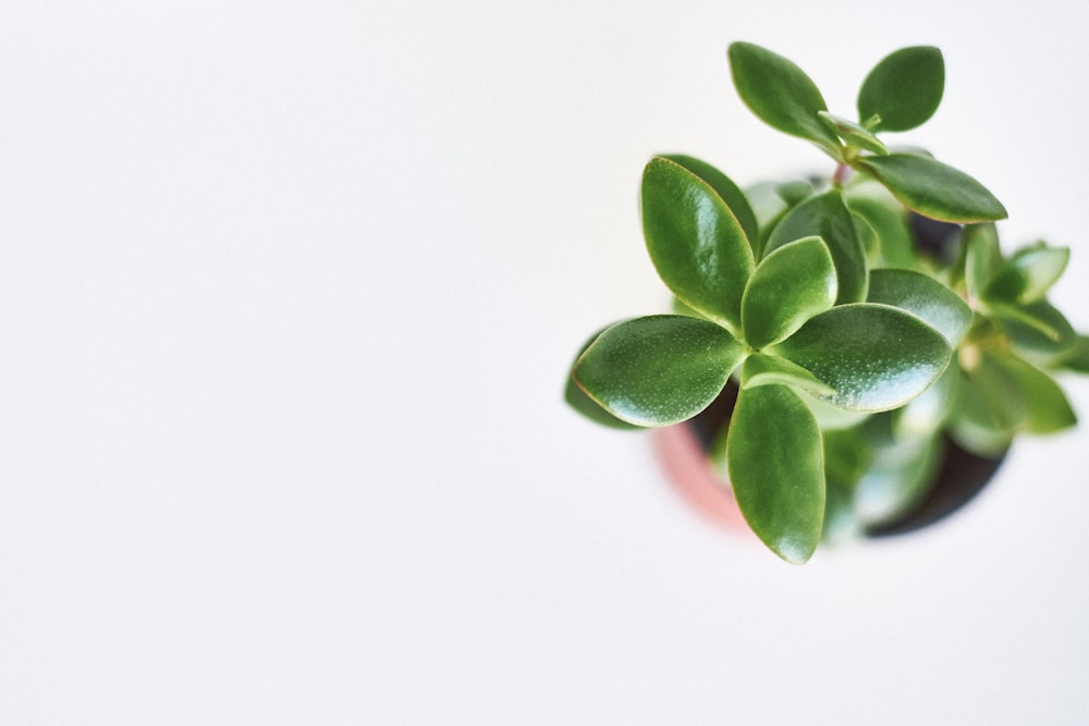 green plant in close up photography