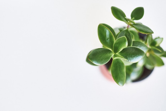 A small potted succulent plant with thick, fleshy green leaves is centered on a light background. The plant's leaves have a glossy texture, displaying various shades of green.