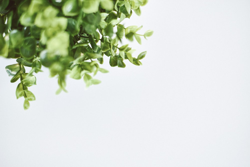 green leaves on white background