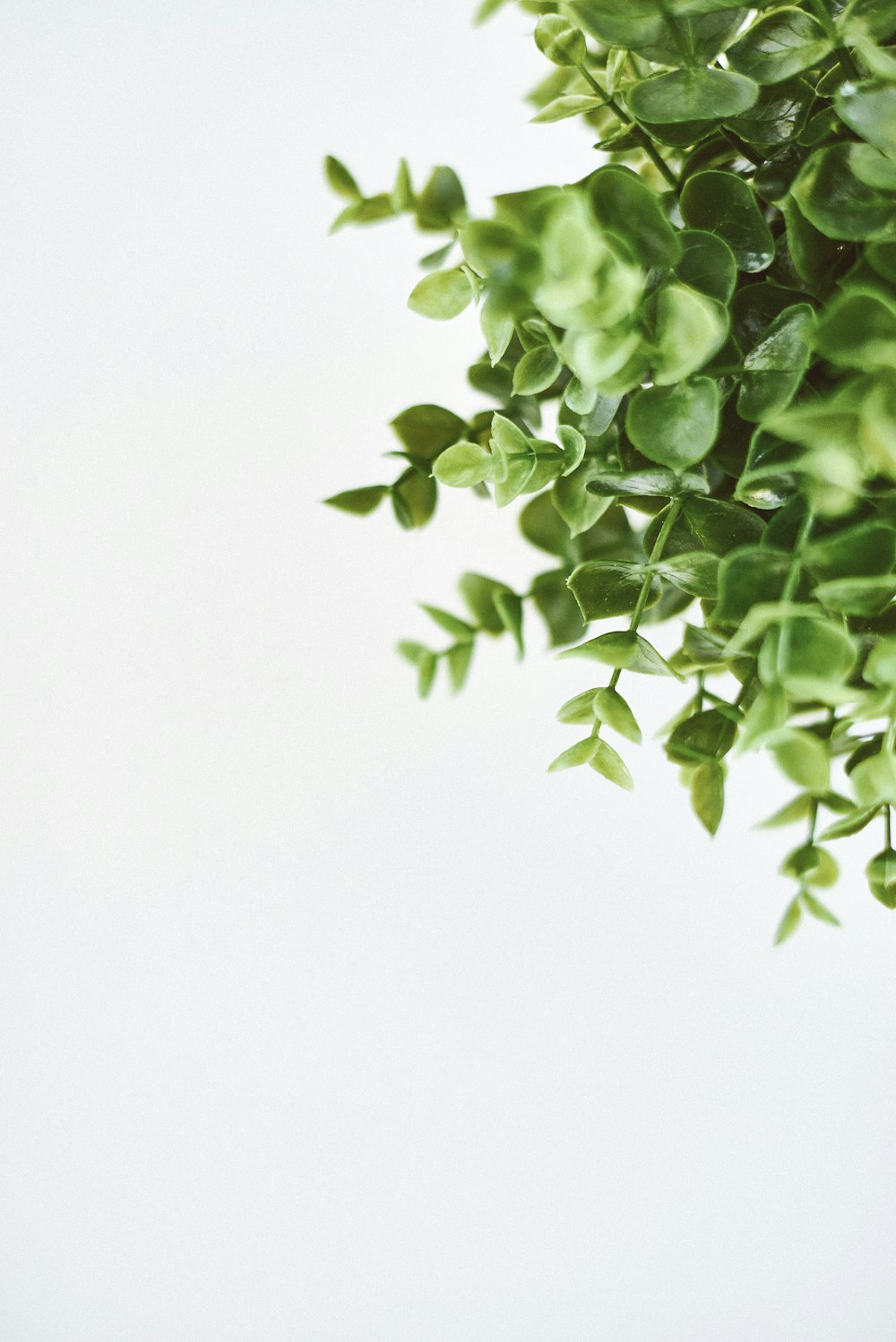 green leaves on white background