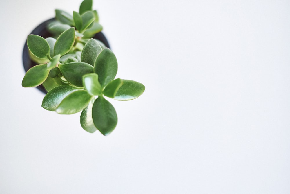 green plant on white background