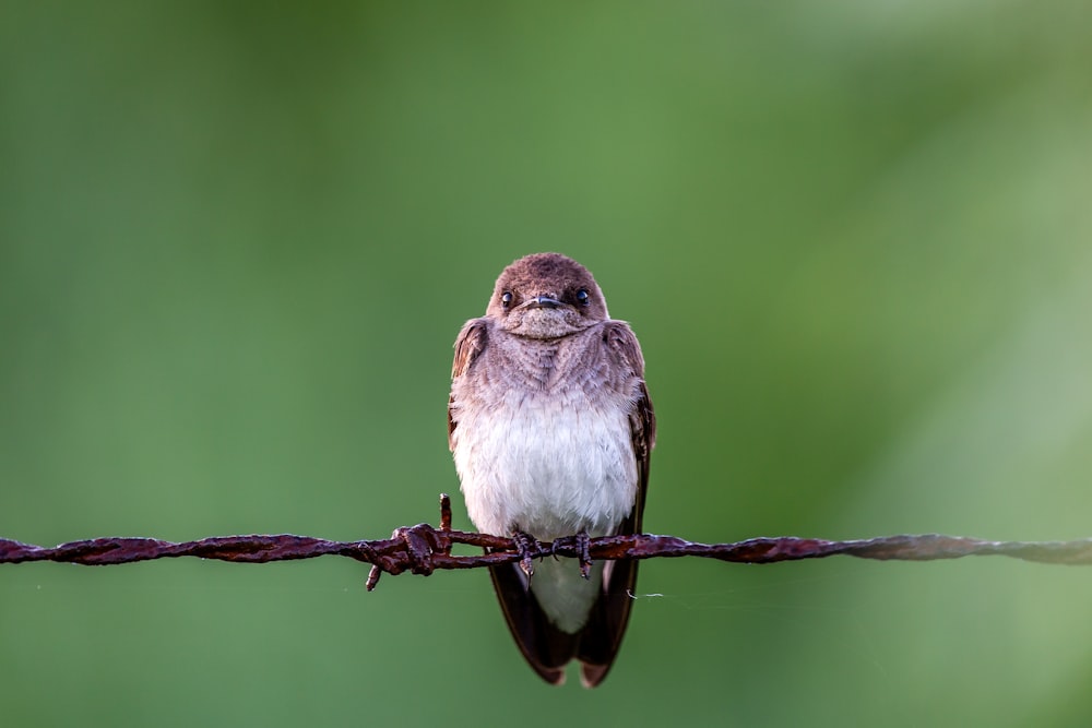 brown and white bird on brown tree branch