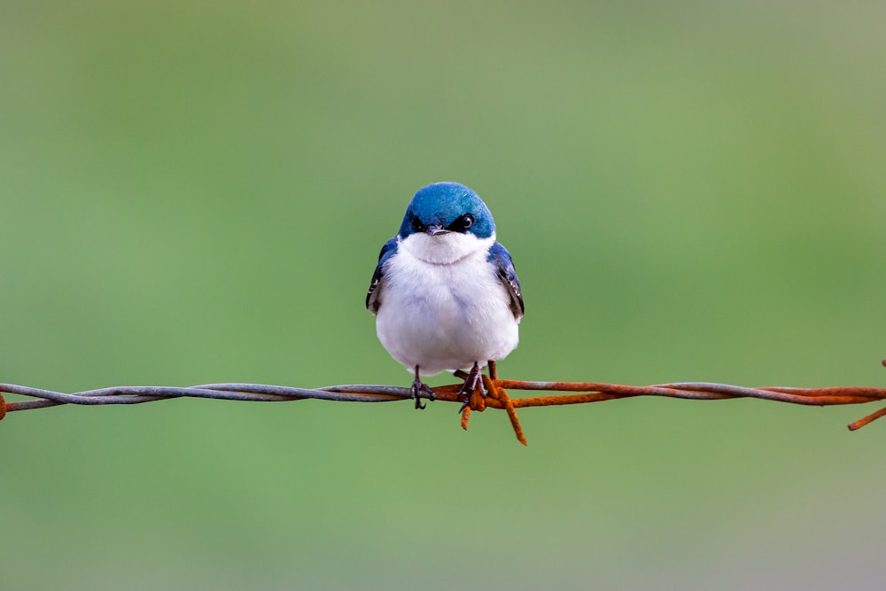 blue and white bird on brown tree branch