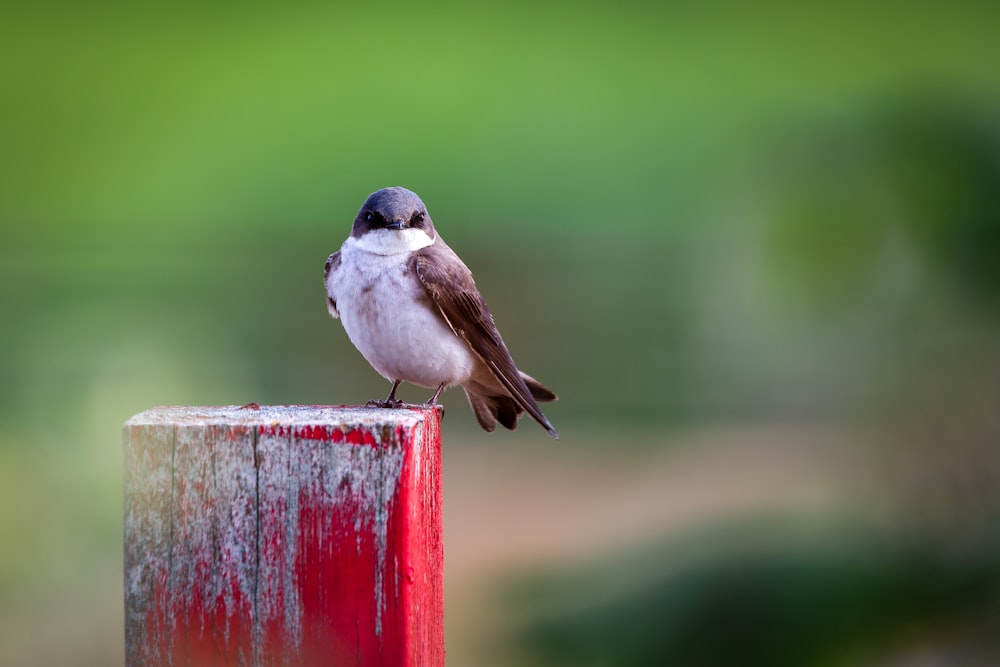white and brown bird on red wooden fence
