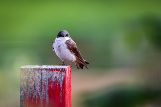 white and brown bird on red wooden fence in Colony Farm Regional Park Canada