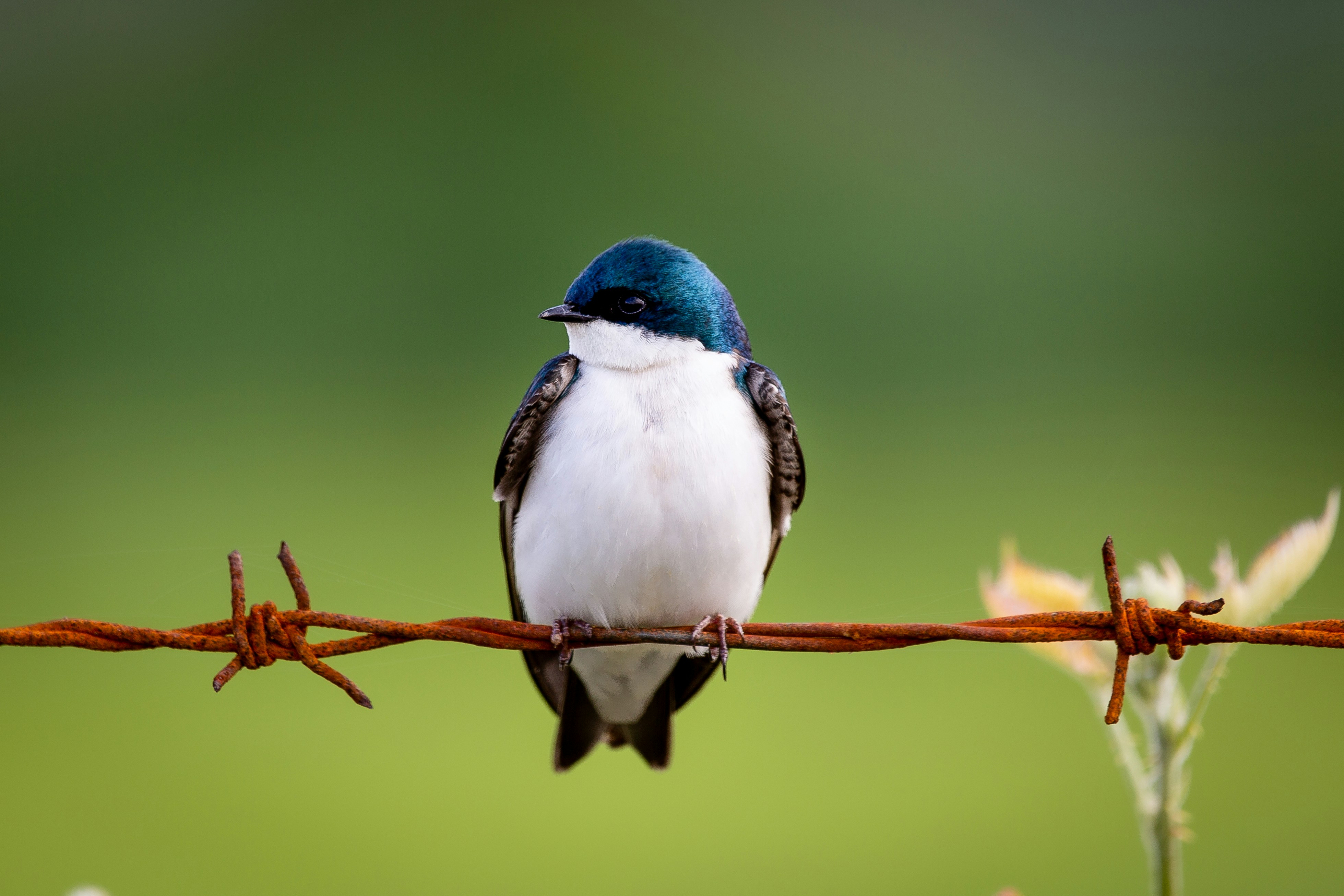 blue and white bird on brown tree branch