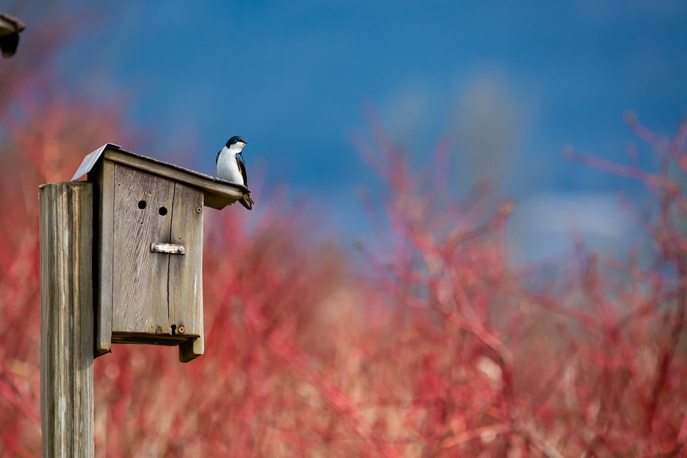 pájaro blanco y negro en casa de pájaros de madera marrón