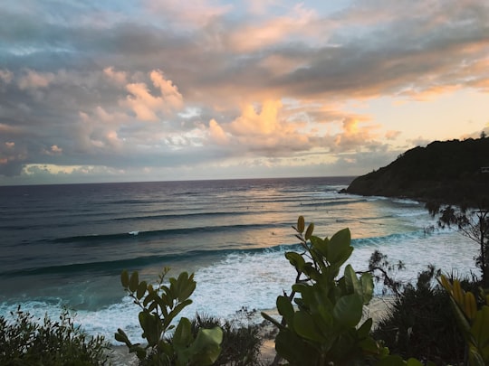 green plants near body of water during sunset in Cape Byron State Conservation Area Australia