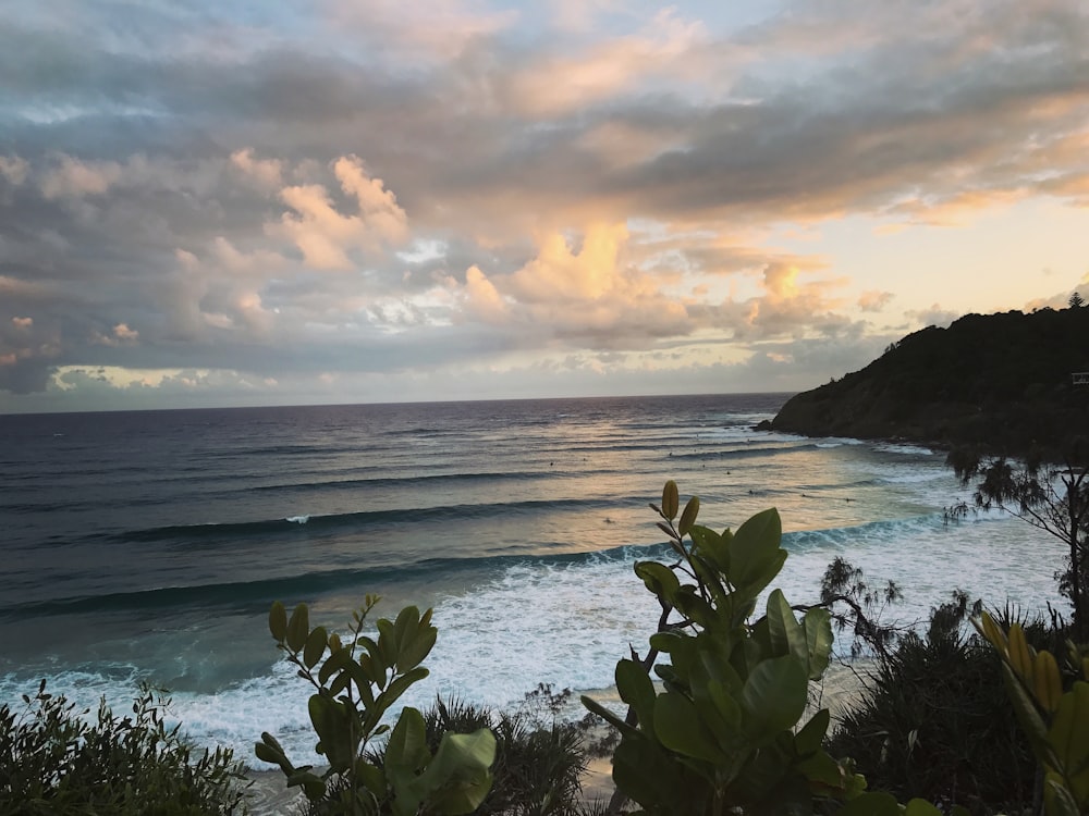 green plants near body of water during sunset