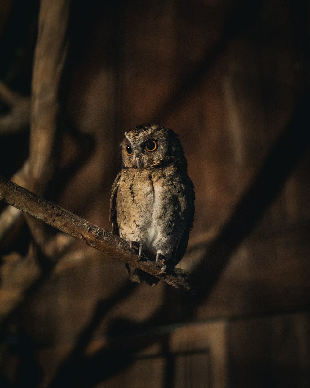 brown and white owl on brown tree branch