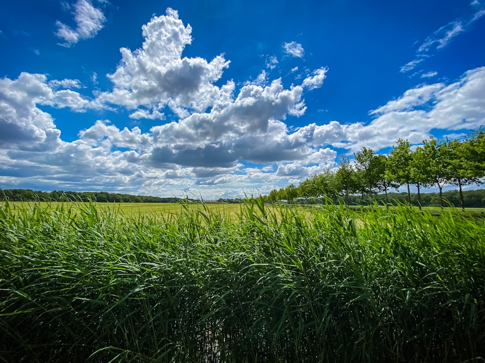 green grass field under blue sky and white clouds during daytime