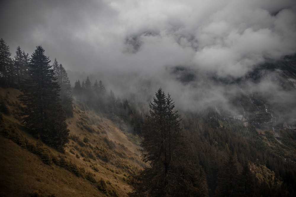 green trees on mountain under white clouds