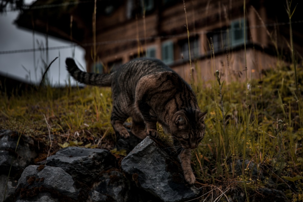 brown tabby cat on gray rock