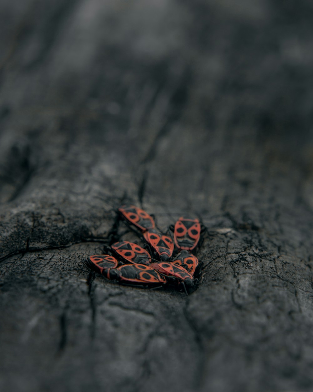 red and black butterfly on gray surface