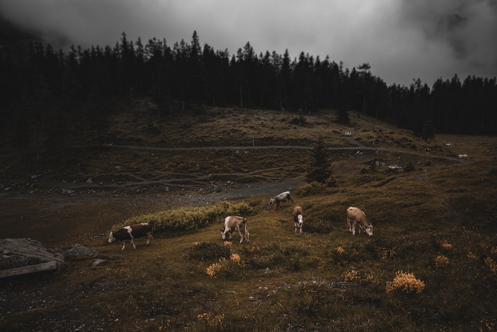 herd of sheep on green grass field during daytime