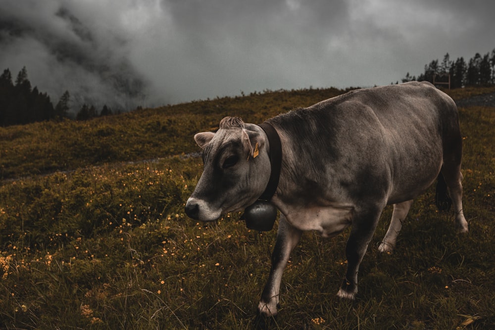 black cow on green grass field under white clouds during daytime