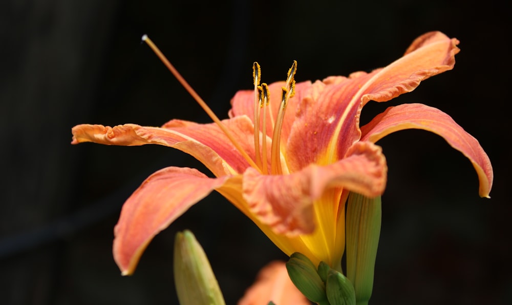 orange flower in tilt shift lens