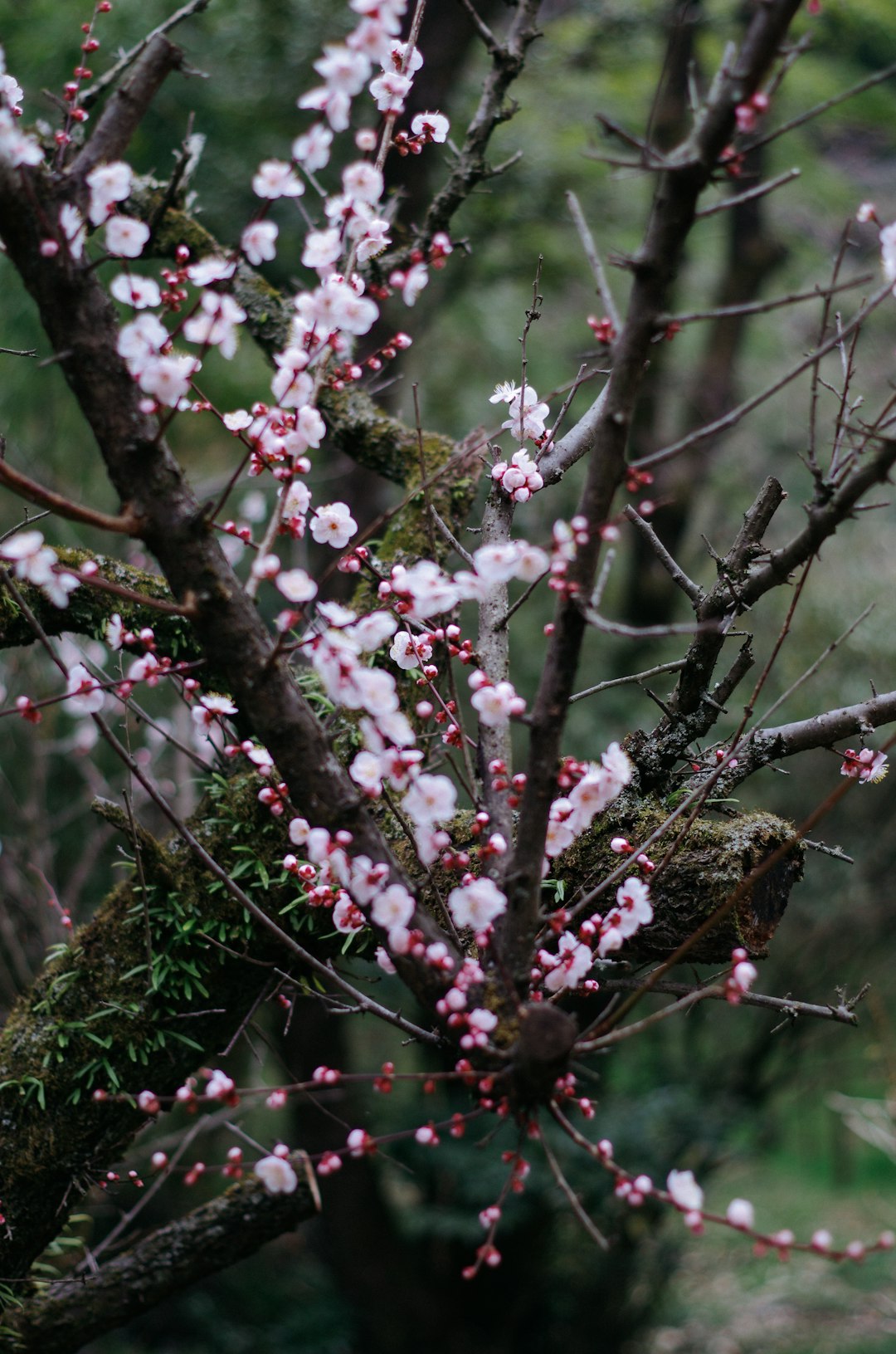 pink and white flowers on brown tree branch