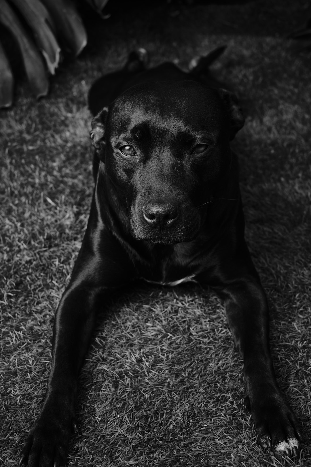 black labrador retriever lying on the ground