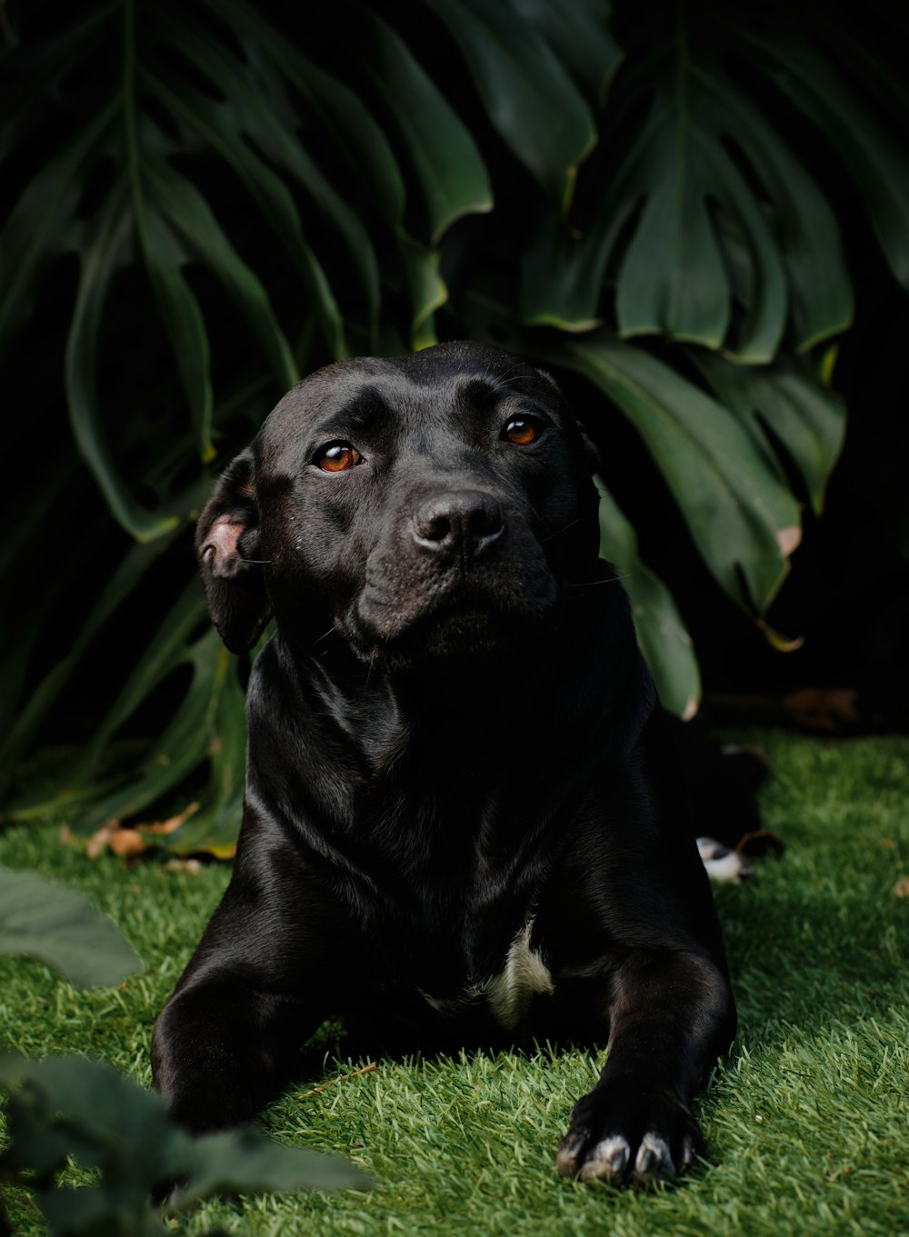 Perro negro de tamaño mediano de pelo corto sentado en la hierba verde durante el día