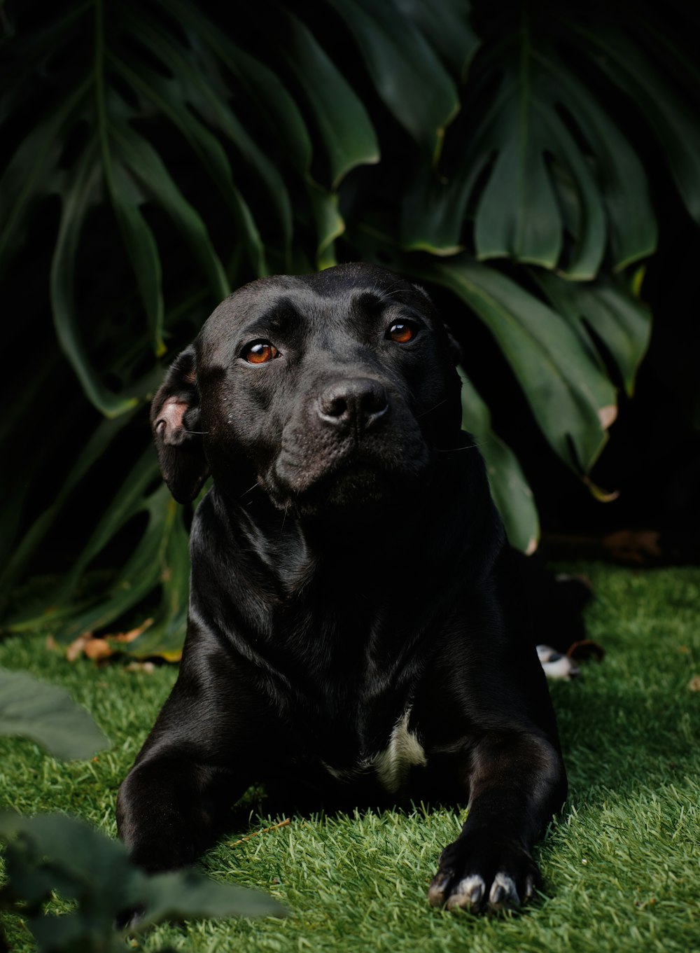 Chien noir de taille moyenne à poil court assis sur de l’herbe verte pendant la journée