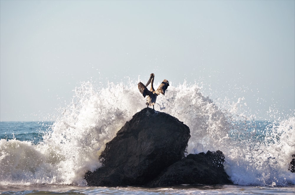 Mann in schwarzen Shorts beim Surfen auf Meereswellen tagsüber