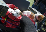 Volunteers loading crates of dogs into a rescue vehicle at dawn.