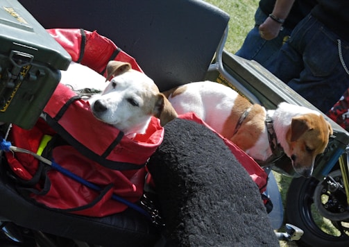 Two small dogs are nestled in red bags on a vehicle, appearing relaxed and content. They are surrounded by various equipment and gear, with their heads resting comfortably.