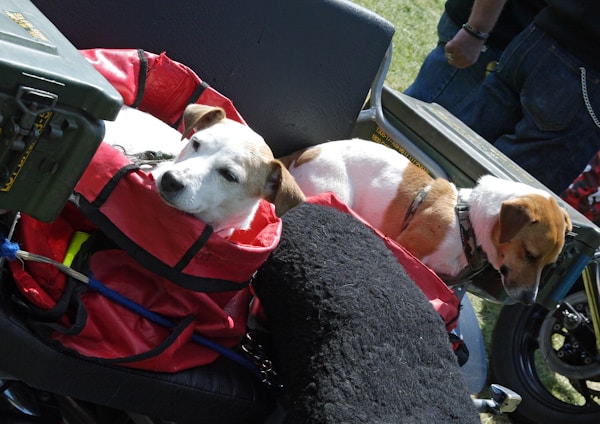 A happy dog and cat riding comfortably in a cozy pet carrier inside a vehicle.