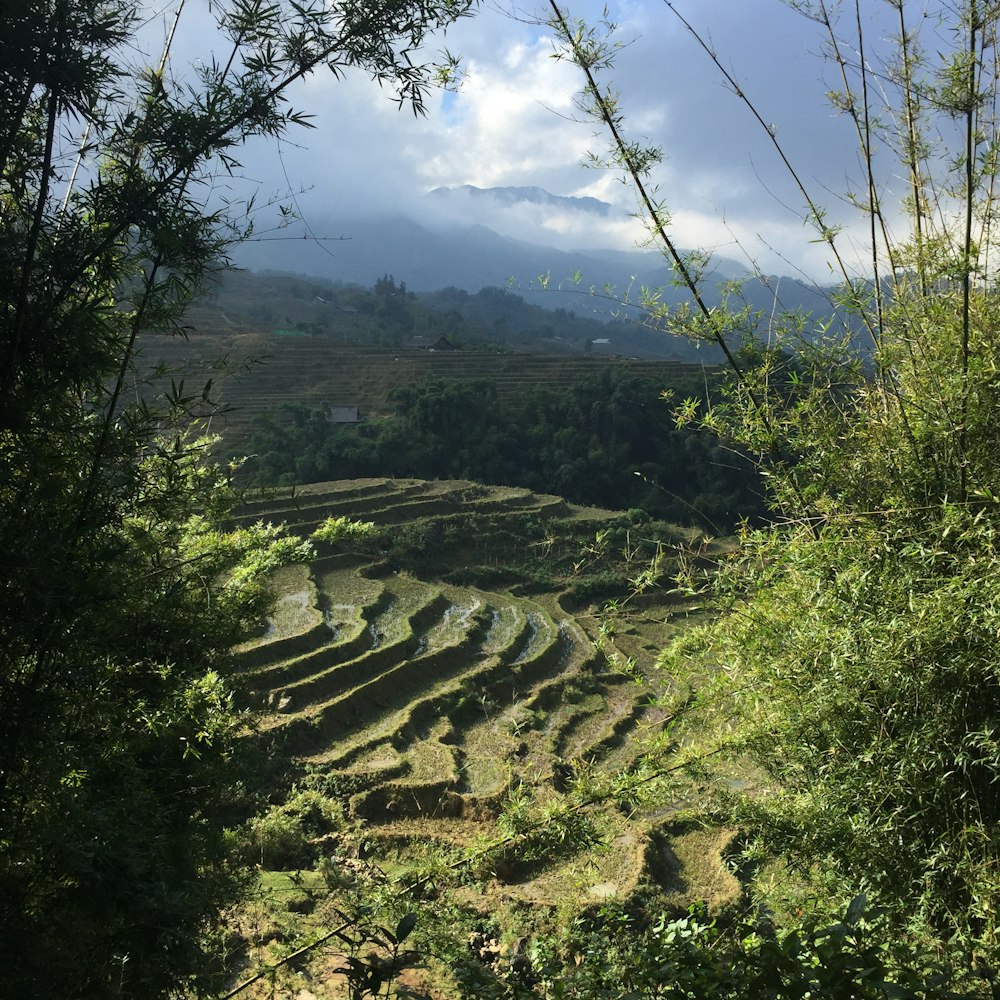 green trees on mountain during daytime