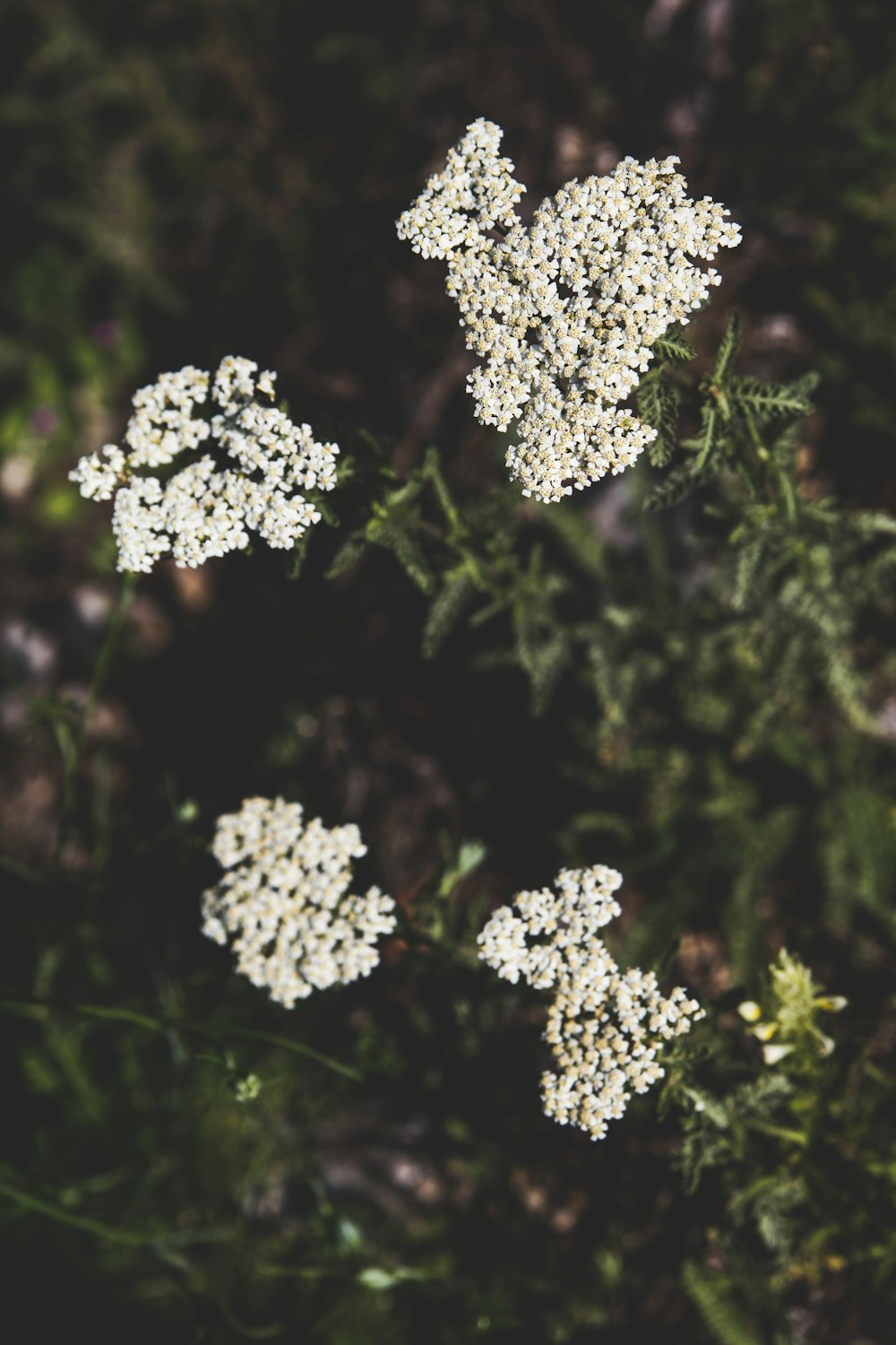 white flowers in tilt shift lens