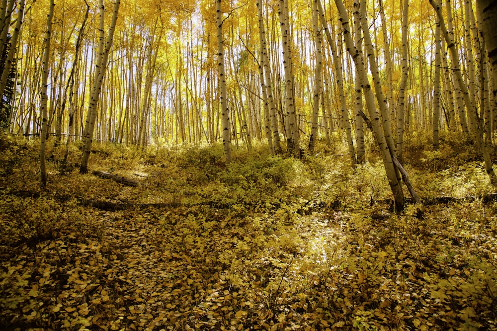 brown trees on brown ground during daytime