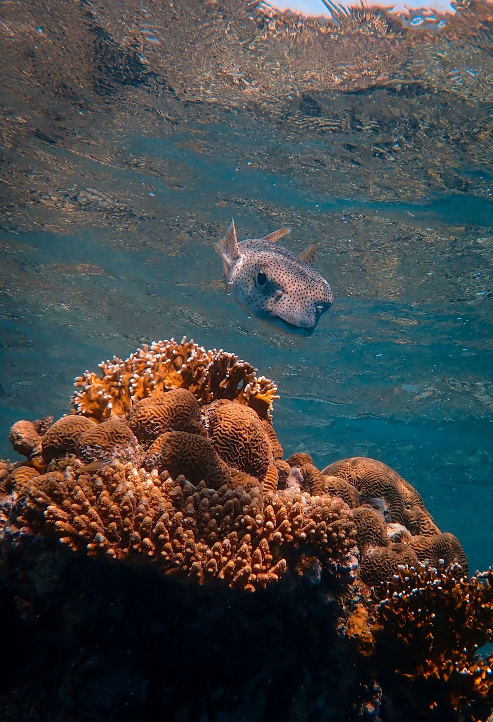 white and black fish on coral reef
