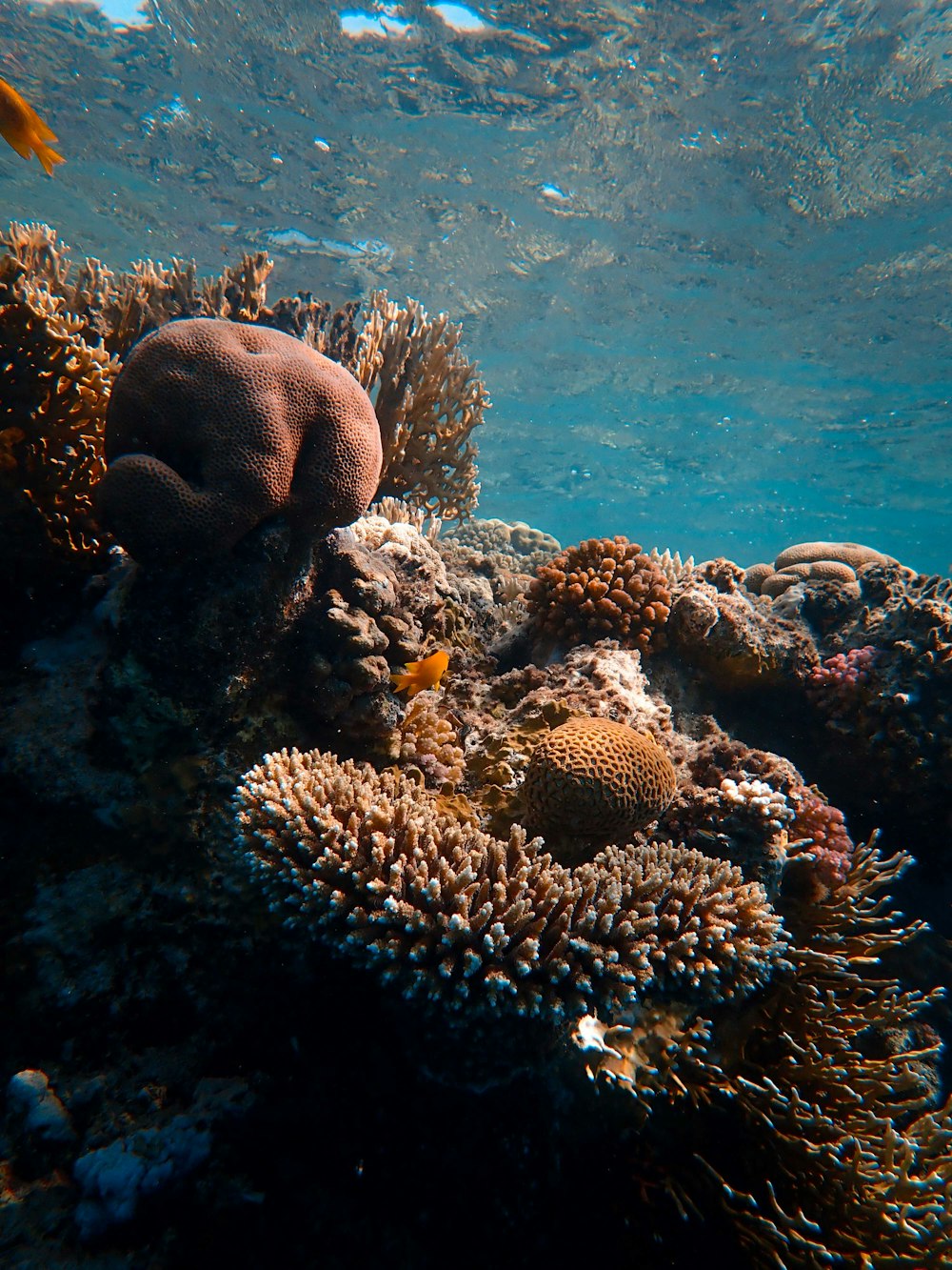 brown coral reef under water