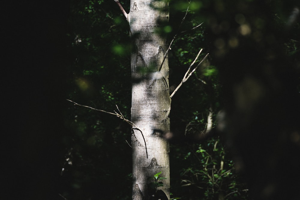 green tree in close up photography