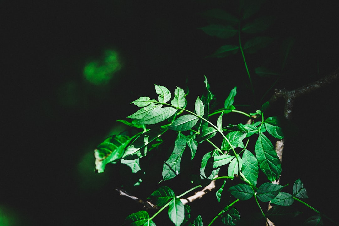 green leaves in black background