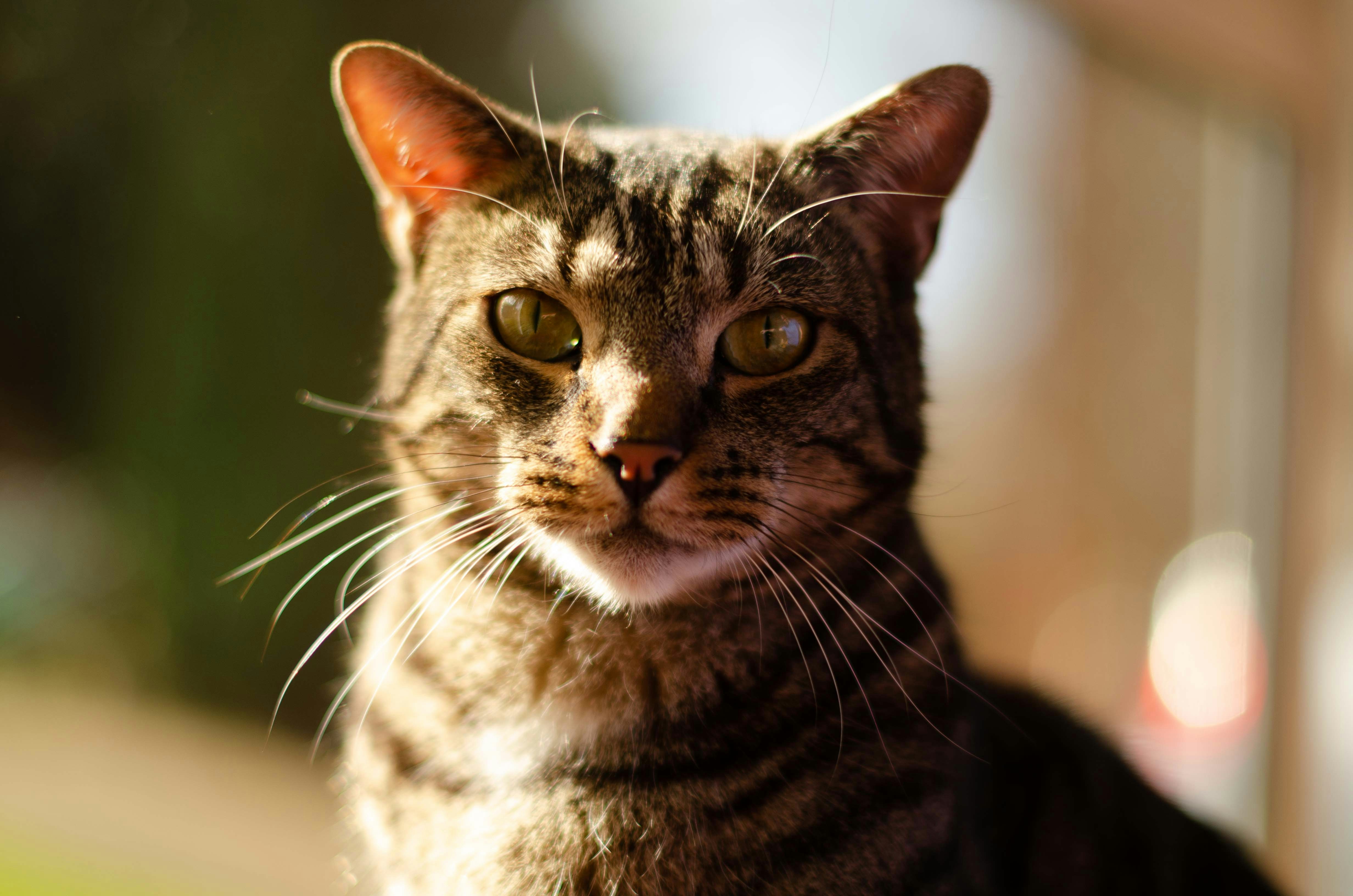 Machairodus giganteus: The Giant That Shouldn't Have Existed (image credits: unsplash)