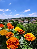 Close-up of vibrant marigold flowers blooming in Villa Guerrero fields