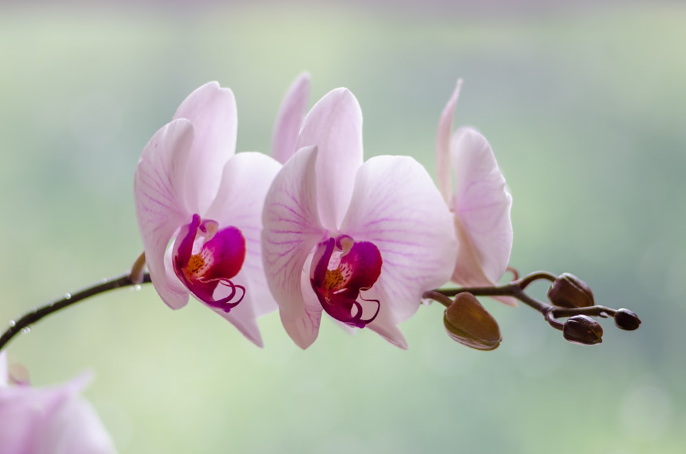white and pink moth orchid in bloom during daytime