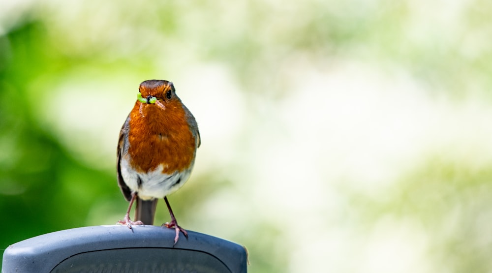 brown and white bird on black surface