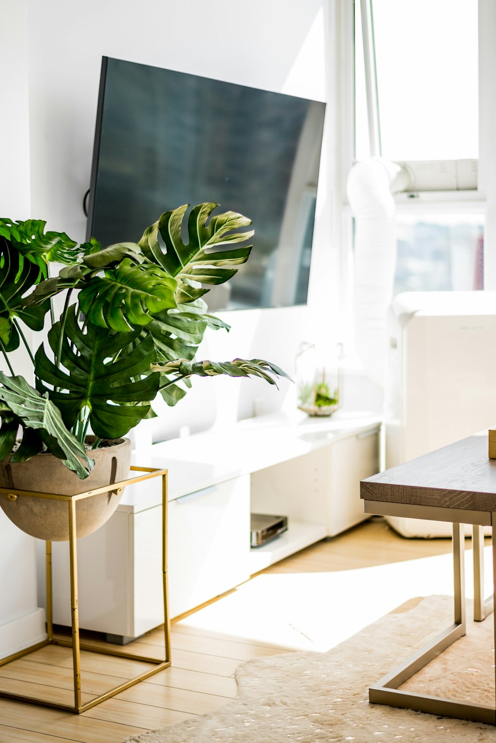 plante verte sur table en bois marron