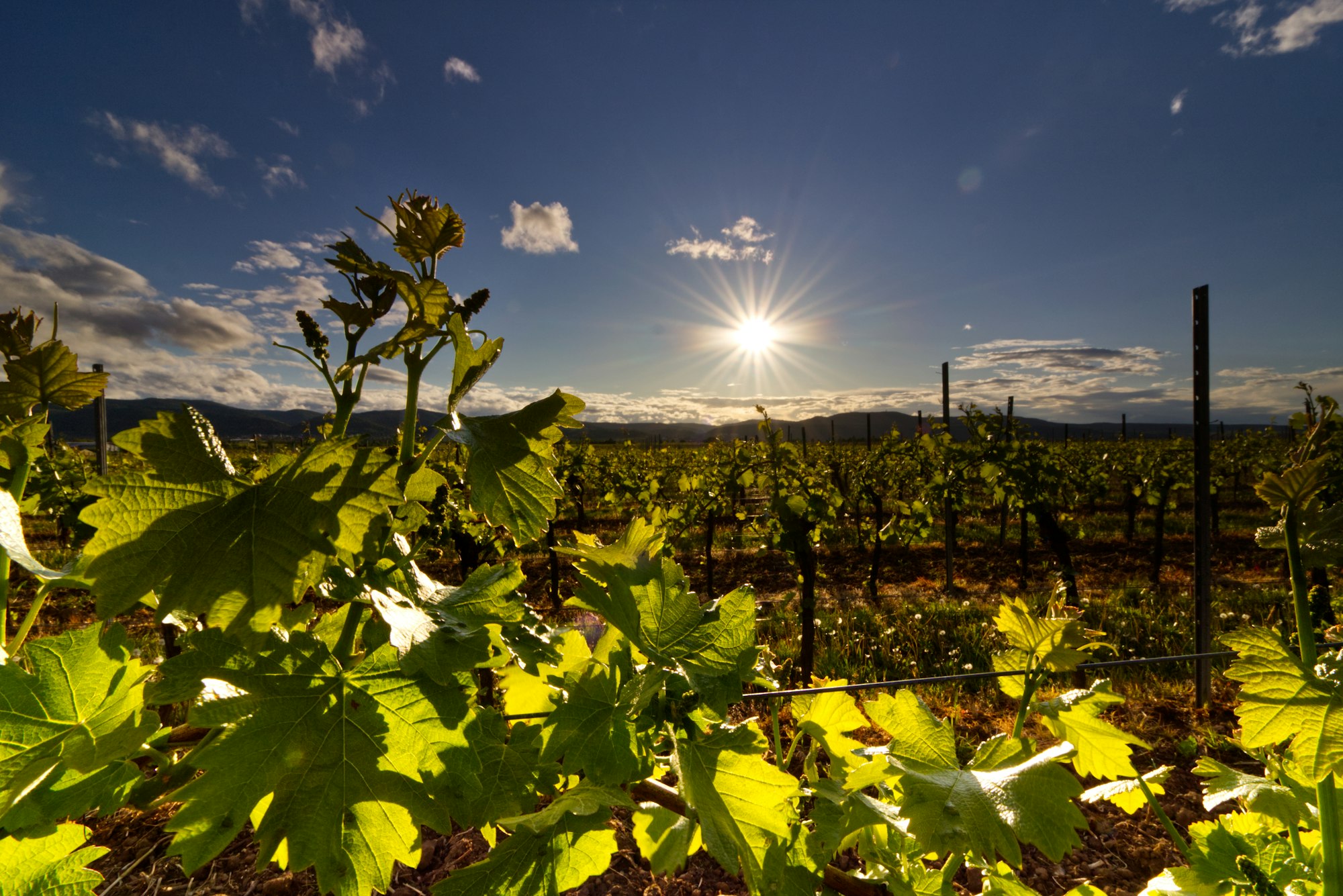 Sunset in the vineyards
