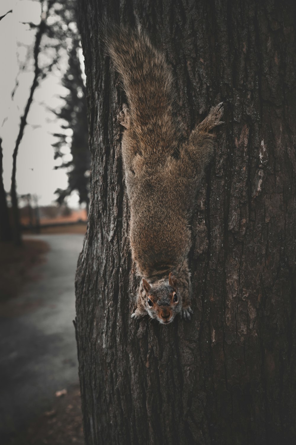 brown squirrel on brown tree trunk during daytime